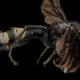 Illustration for article titled Close-Up Bee Portraits Are A Glimpse Into A Gorgeously Weird World